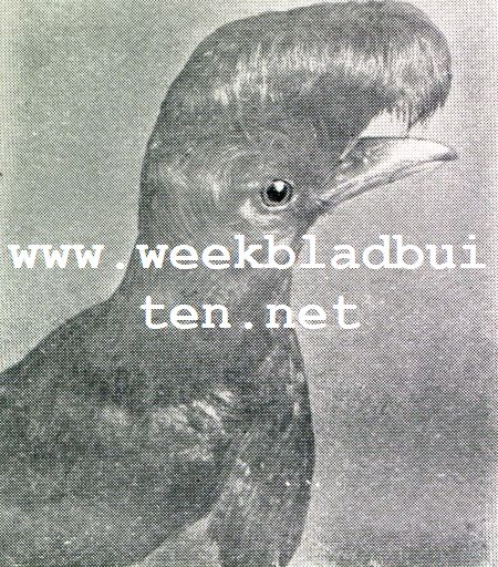 Wonderlijke vogelkapsels. Scherm- of Kropvogel