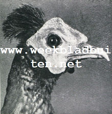 Wonderlijke vogelkapsels. Roode Maleische Fazant