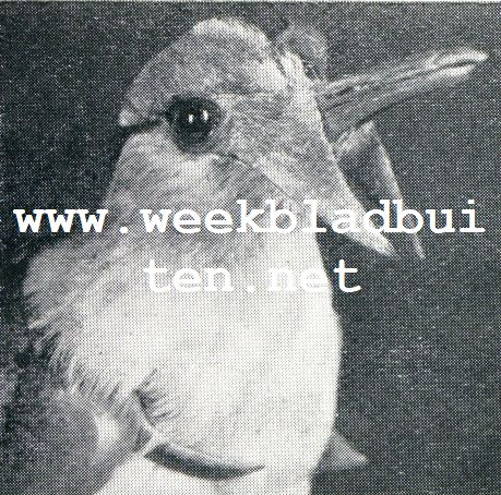 Wonderlijke vogelkapsels. Indische Lappenkievit