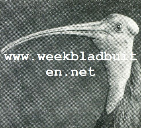 Wonderlijke vogelkapsels. Kaalkopgier