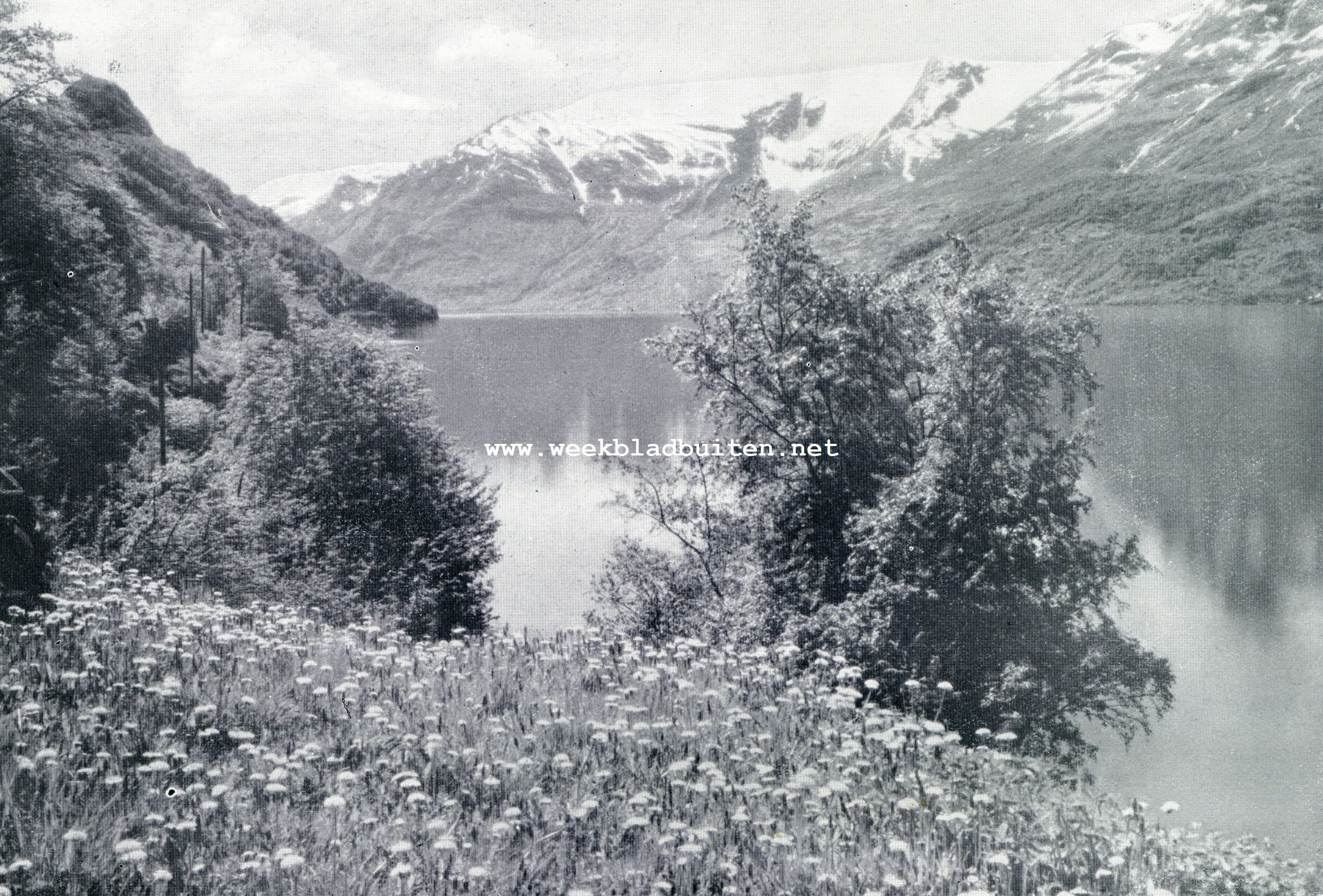Bloemenweelde in Noorwegen. Bloemen en sneeuw in het Hardangerfjord
