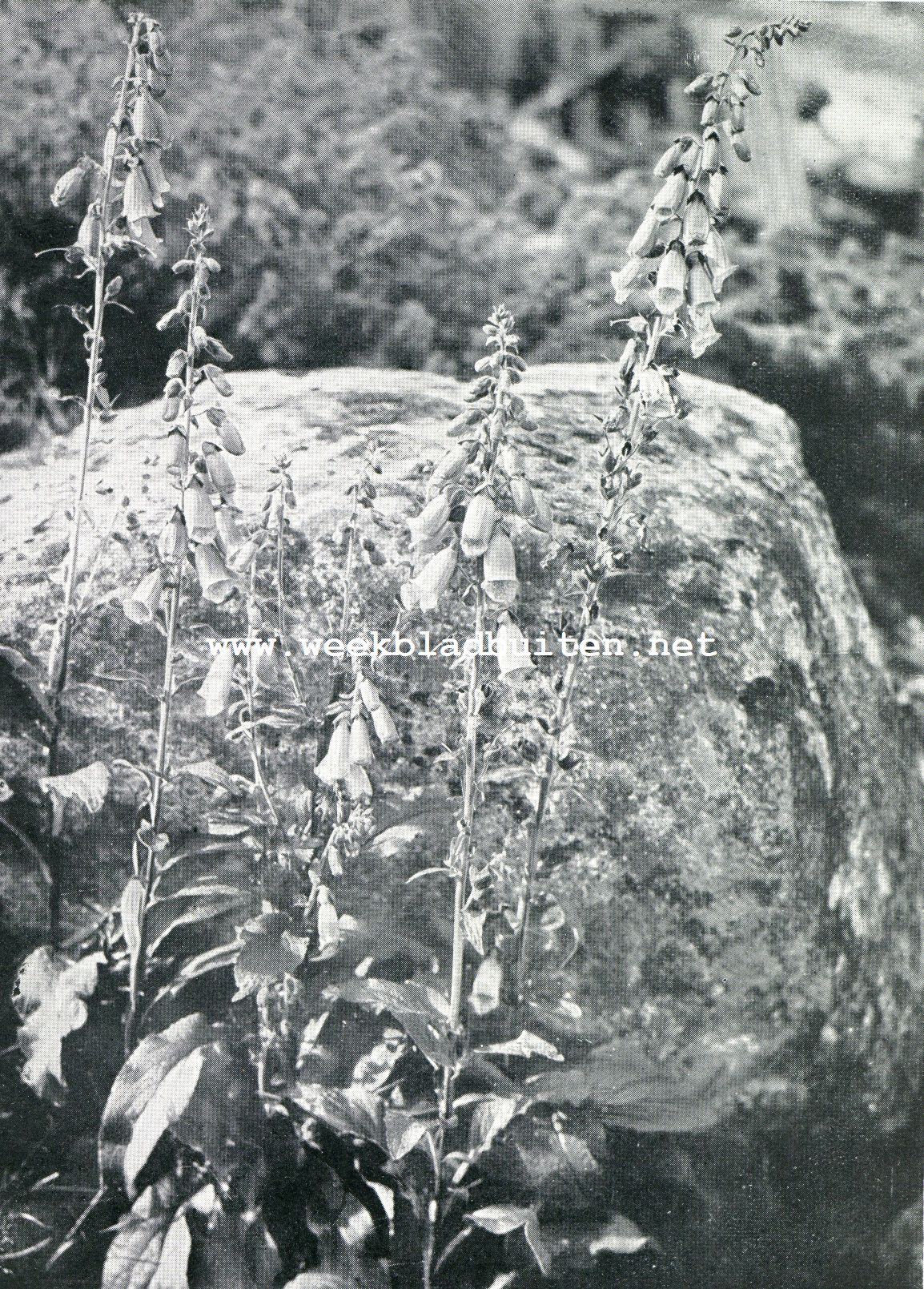 Bloemenweelde in Noorwegen. Vingerhoedskruid (Digitalis Purpurea)