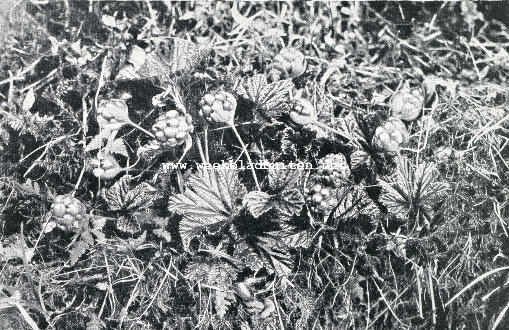 Bloemenweelde in Noorwegen. Multe (Rubus Chamaemorus)