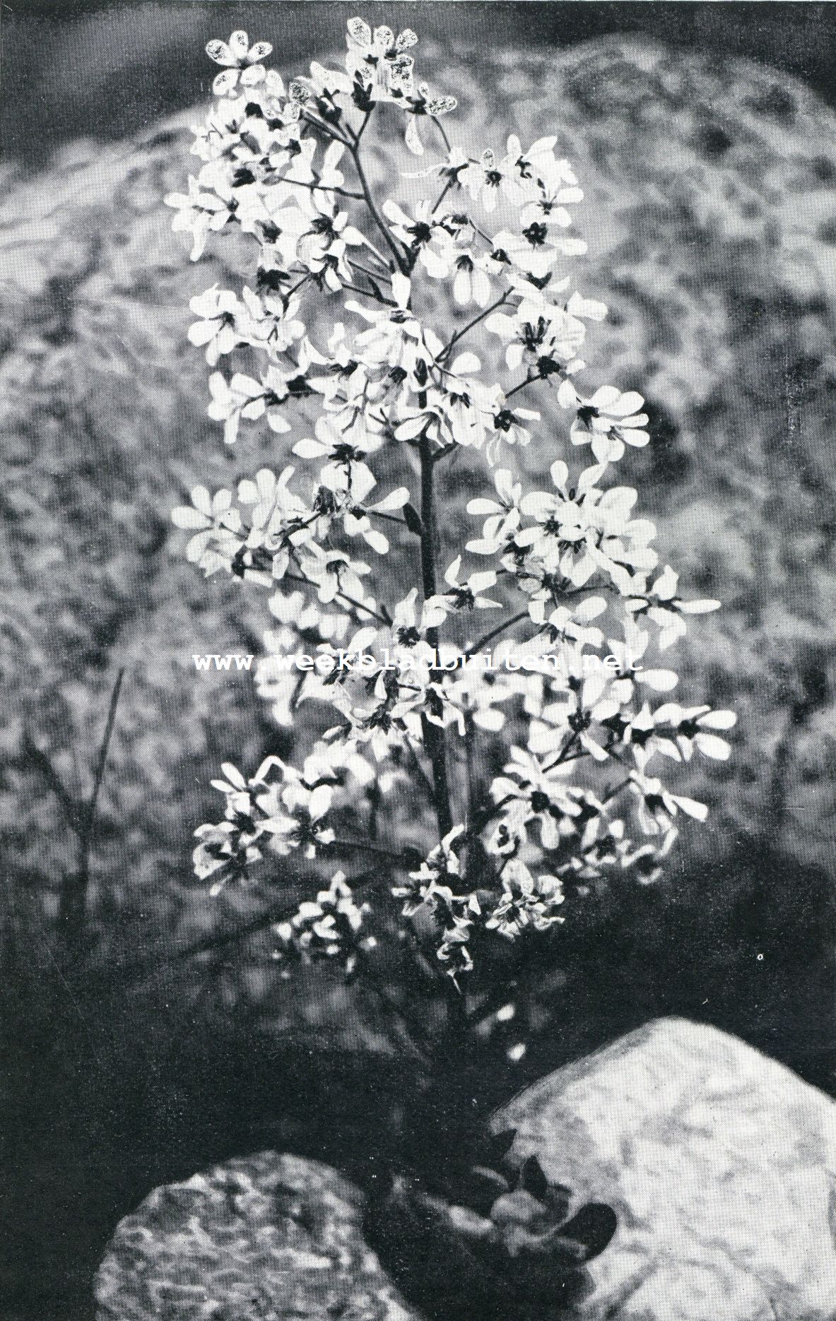 Bloemenweelde in Noorwegen. De Bergkoningin (Saxifraga Cotyledon)