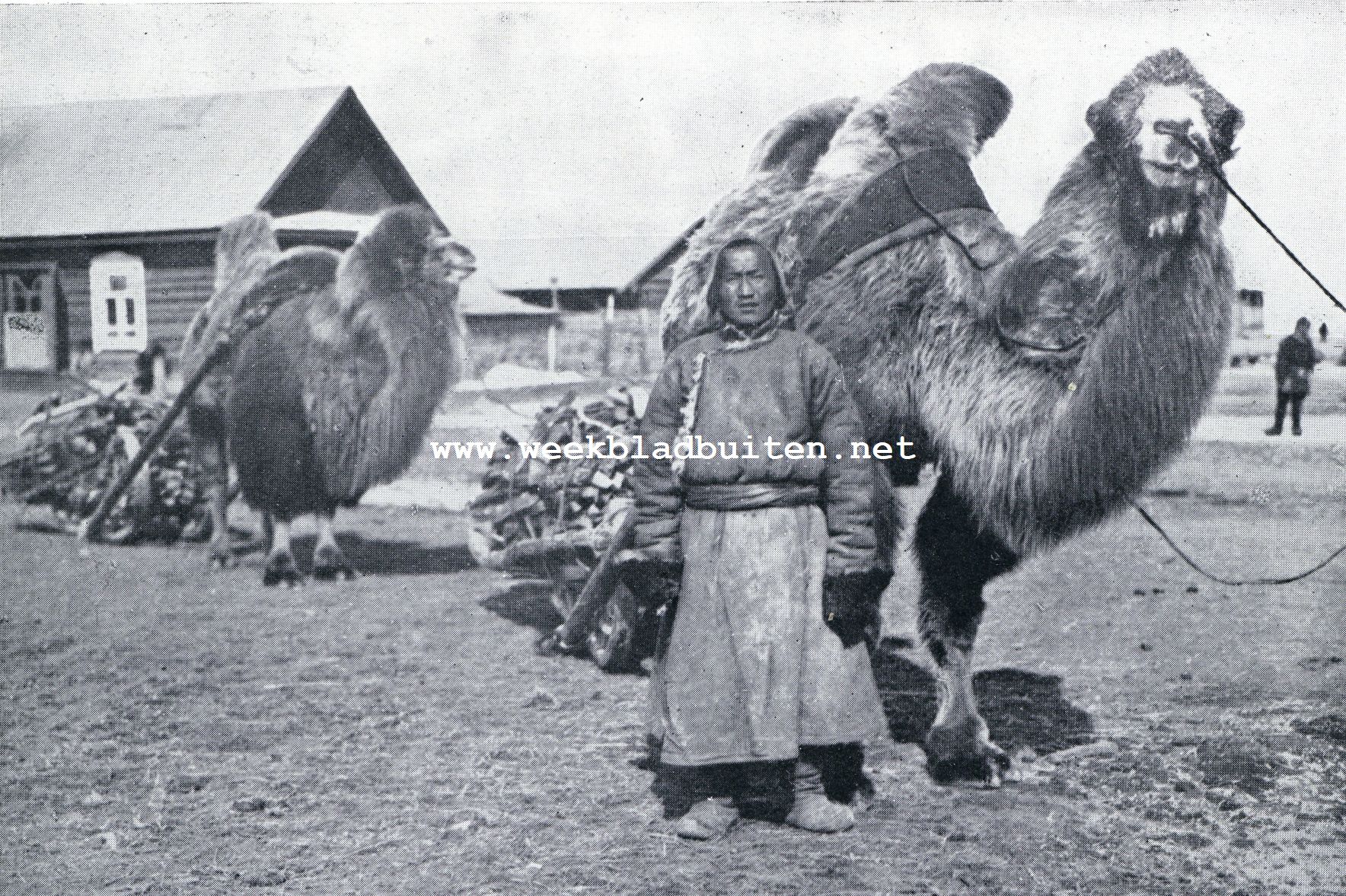 Tannu-Tuwa. Houttransport met kameelen