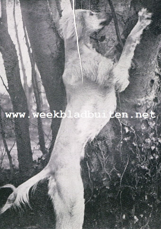 De Afghaansche windhond. Afghaansche windhond