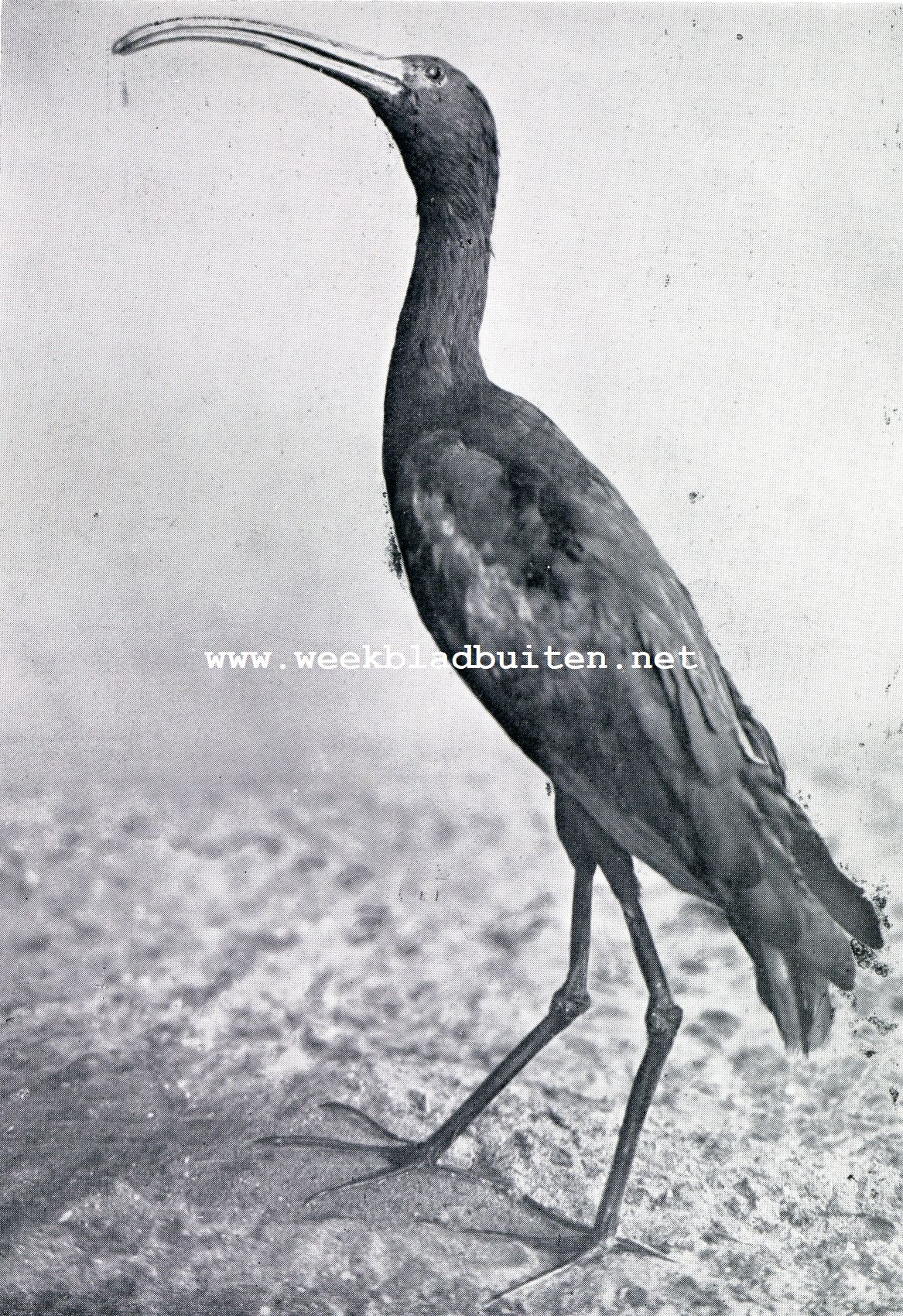 Ibissen. De veel voorkomende bruine ibis