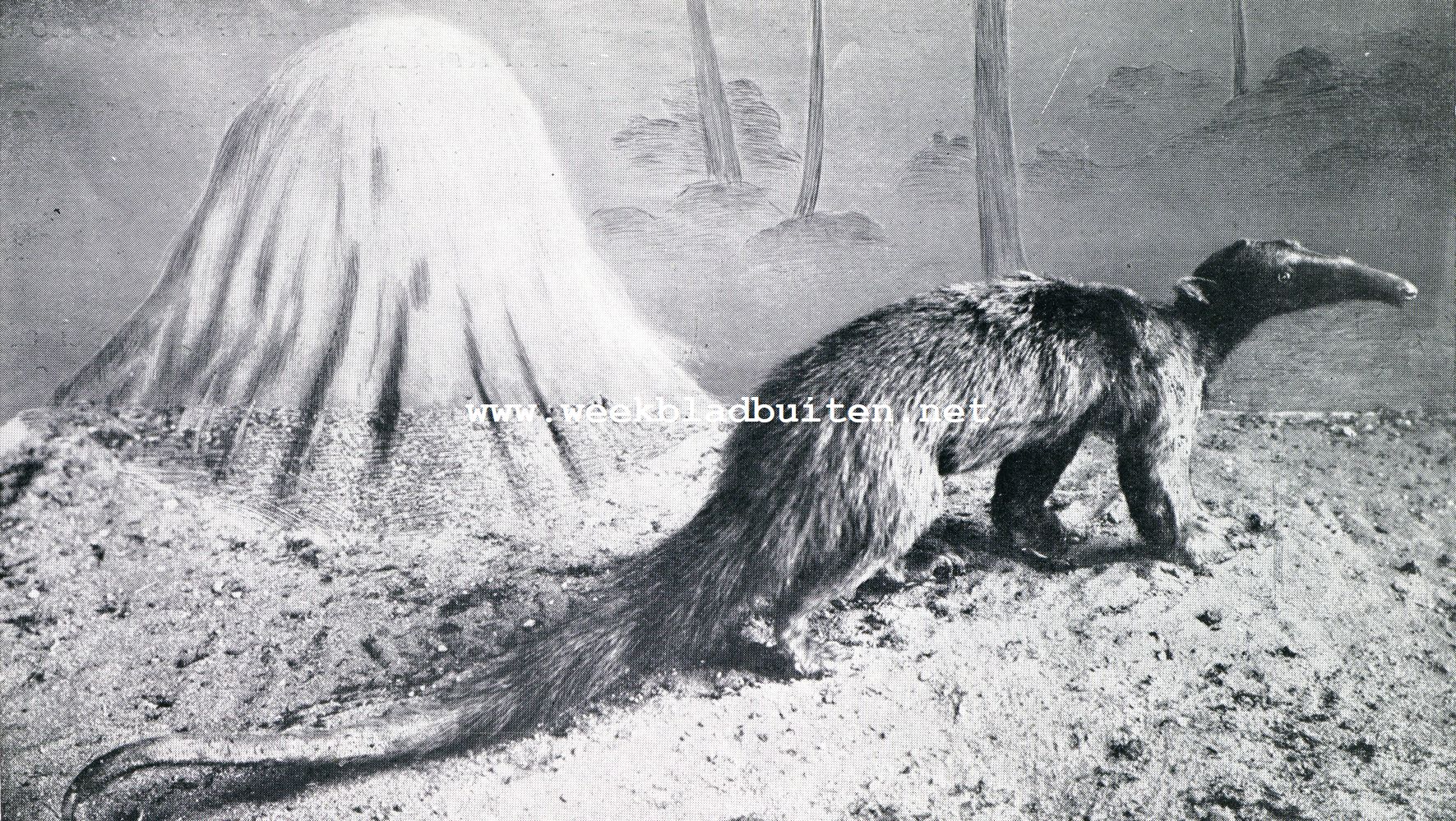 De tamandua
