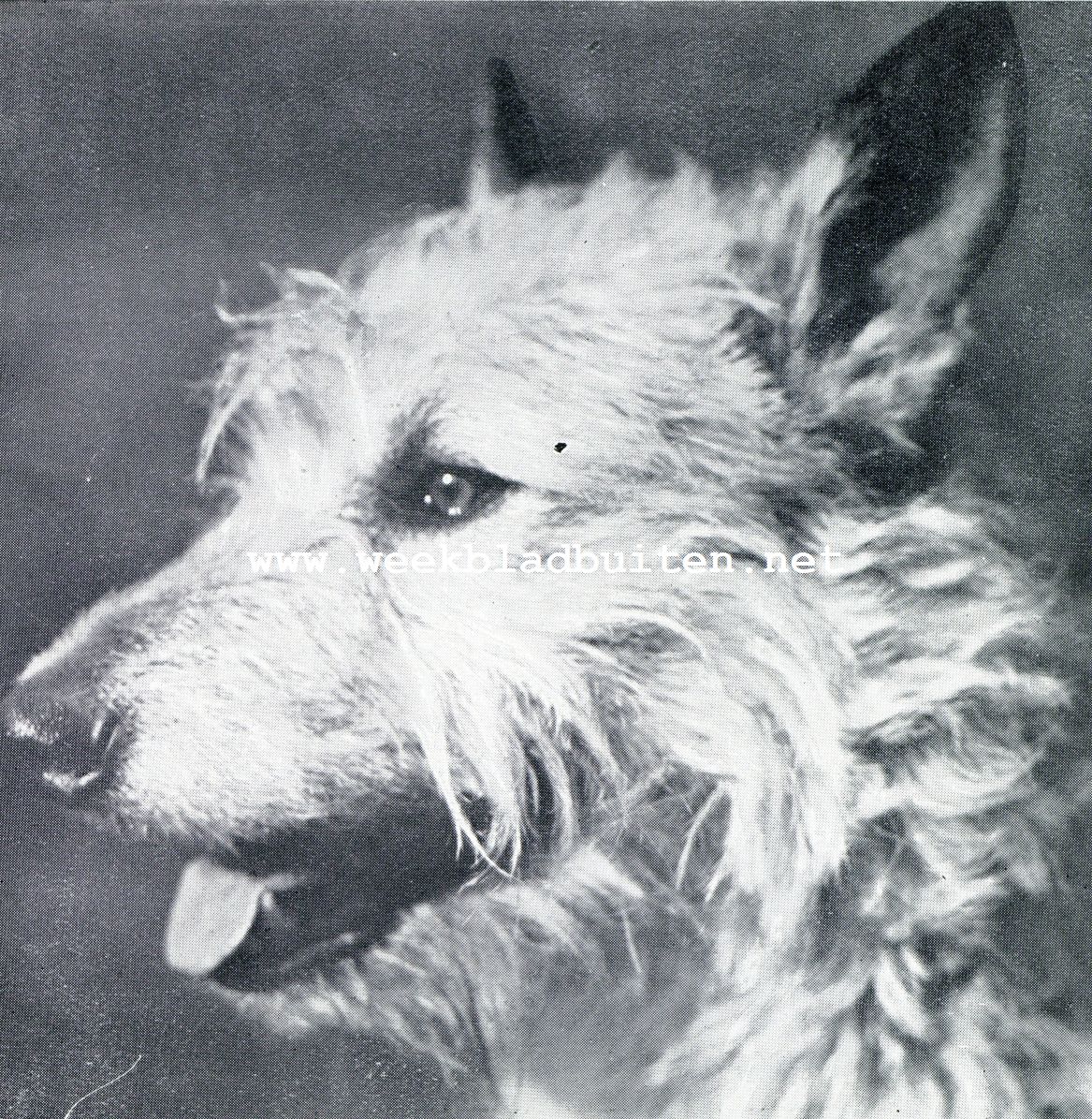 De viervoeters van Casa Canis. Jim, de Belgische herder