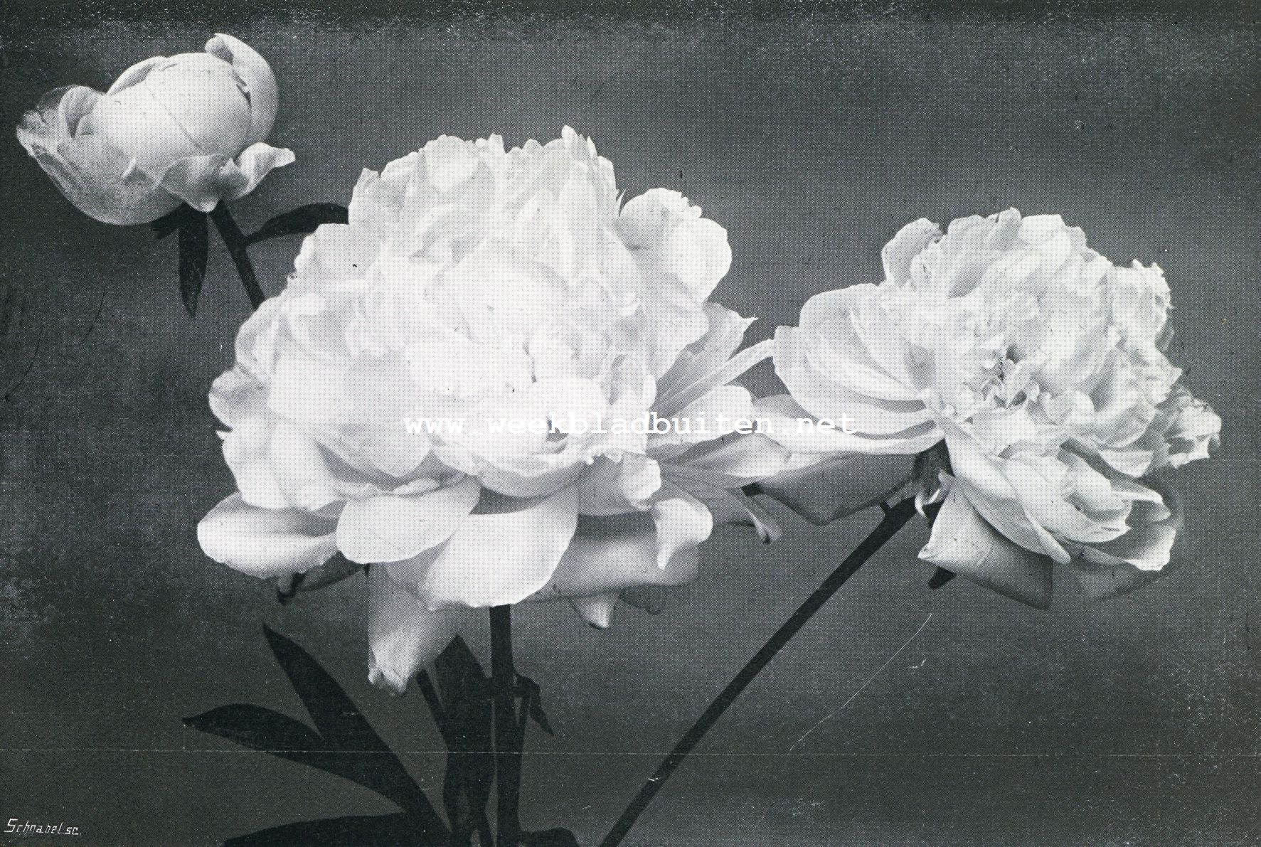Dubbele witte Paeonia Chinensis