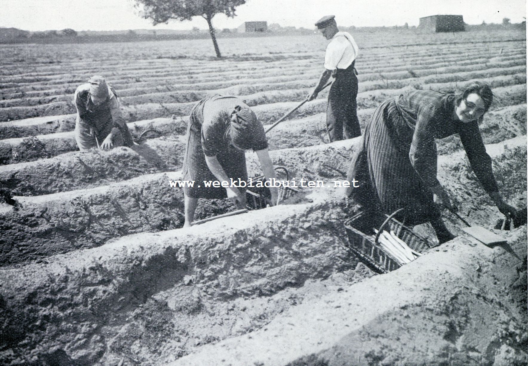 Asperges. Het steken der asperges
