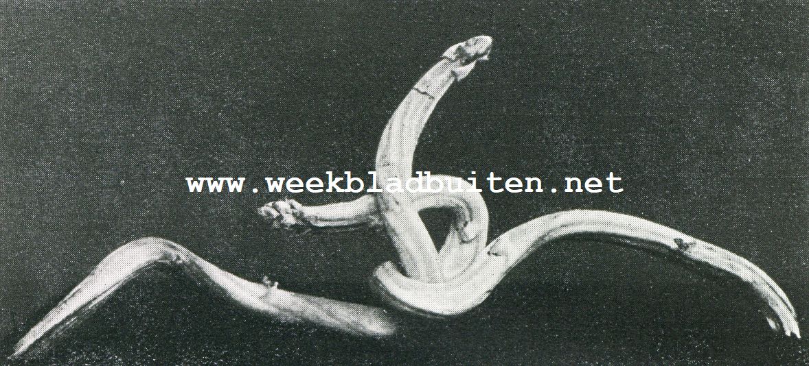 Asperges. Asperges, die zich, ten gevolge van den steenachtigen bodem, als slangen kronkelen
