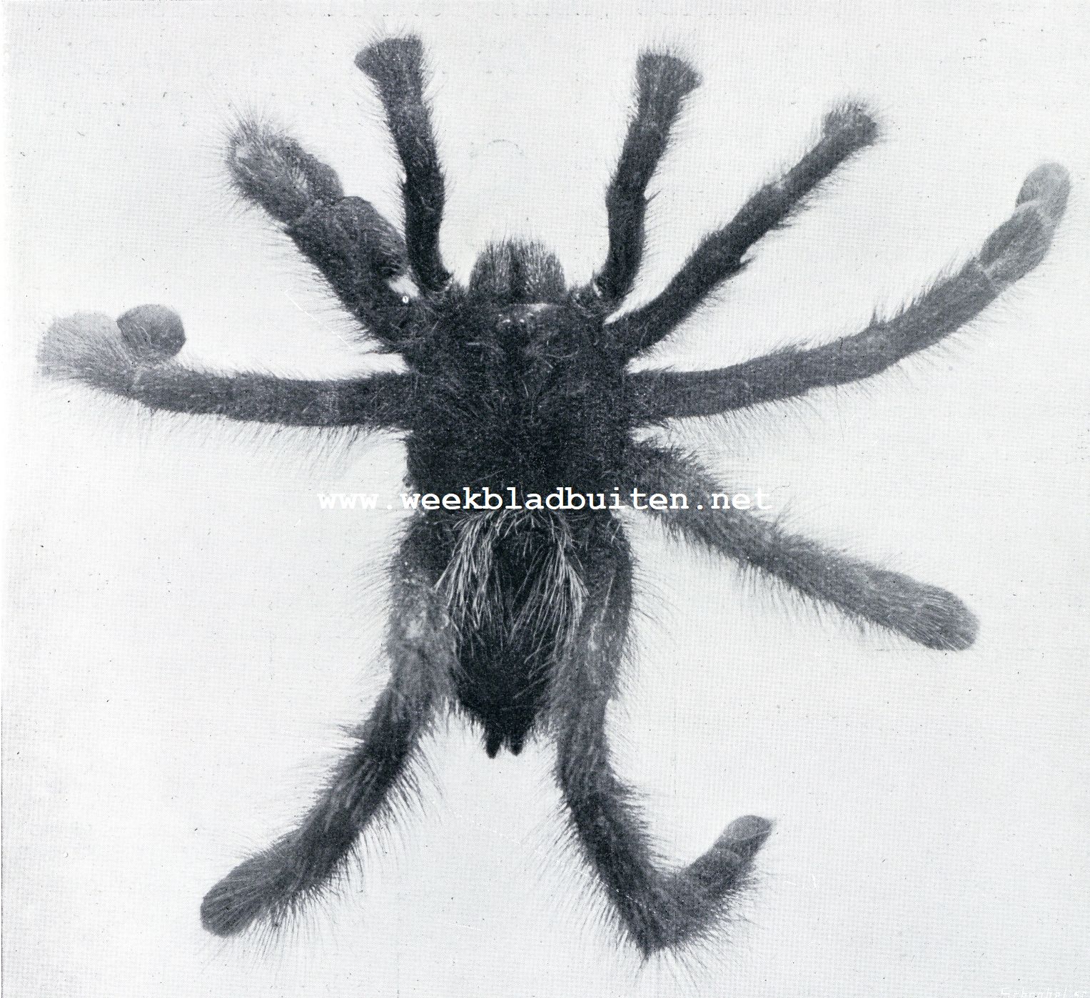 Spinnen en hun vijanden. De Vogel- of Worgspin (Migale Avicularia)