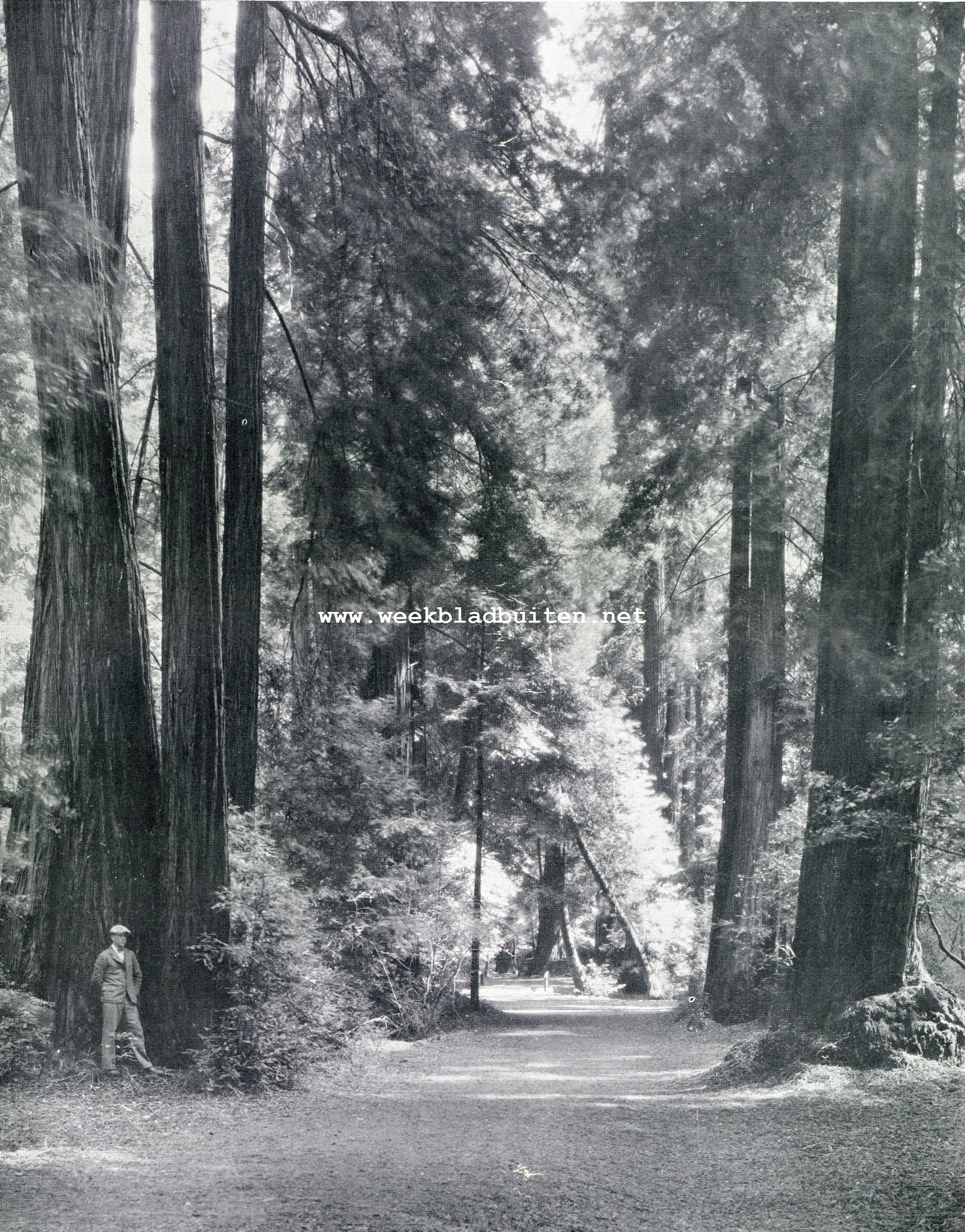 Muir Woods. Een woud uitsluitend van 