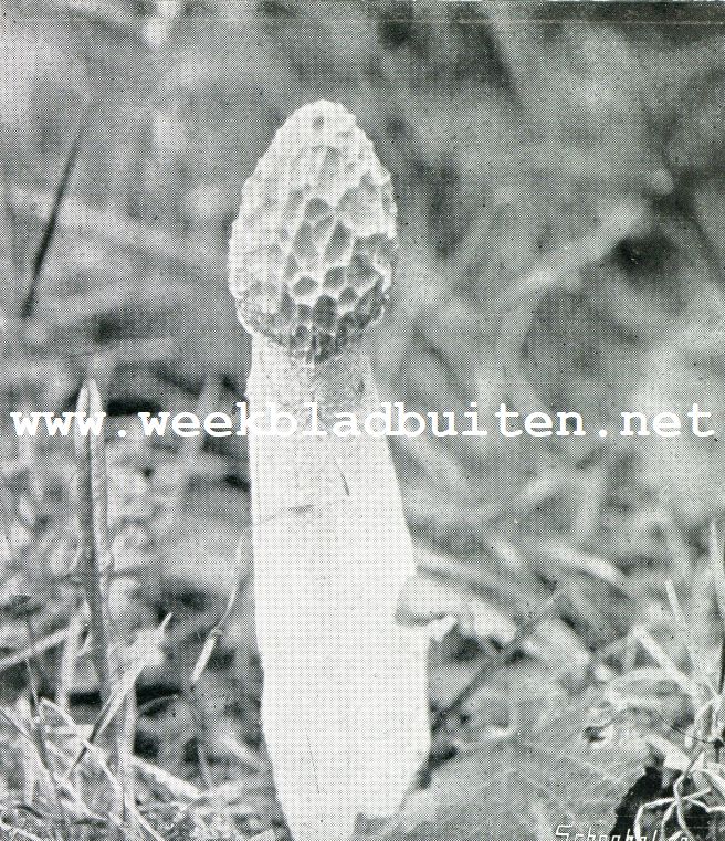 De Stinkzwam (Phallus Impudicus L.) ongenietbaar