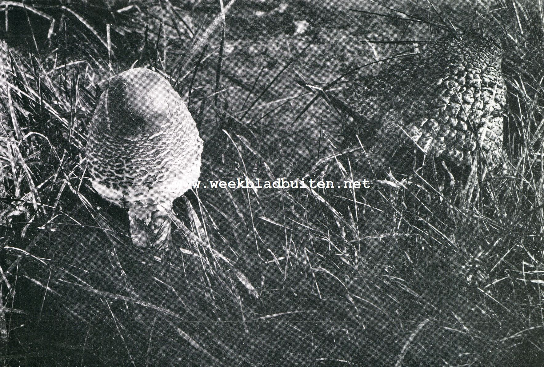 Parasolzwam (Lepiota Procera) eetbaar. Het hier afgebeelde exemplaar is nog in gesloten toestand