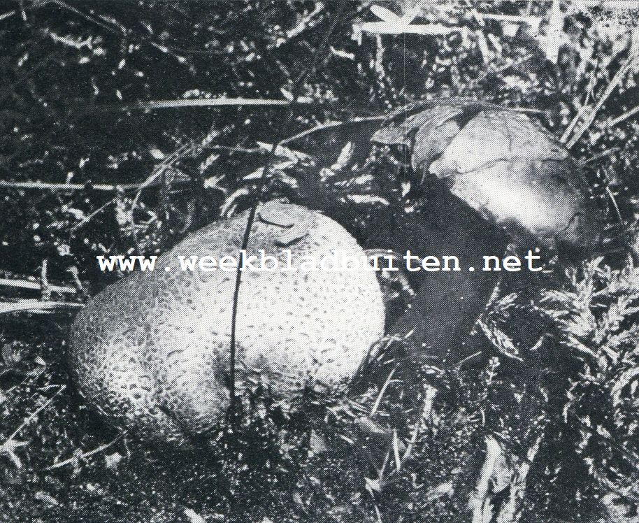 Boletus Paraciticus Bull