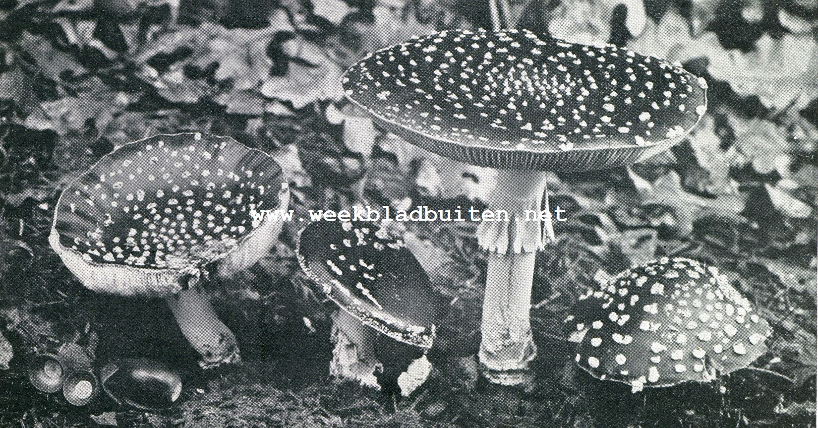 Vliegenzwam (Amanita Muscaria)