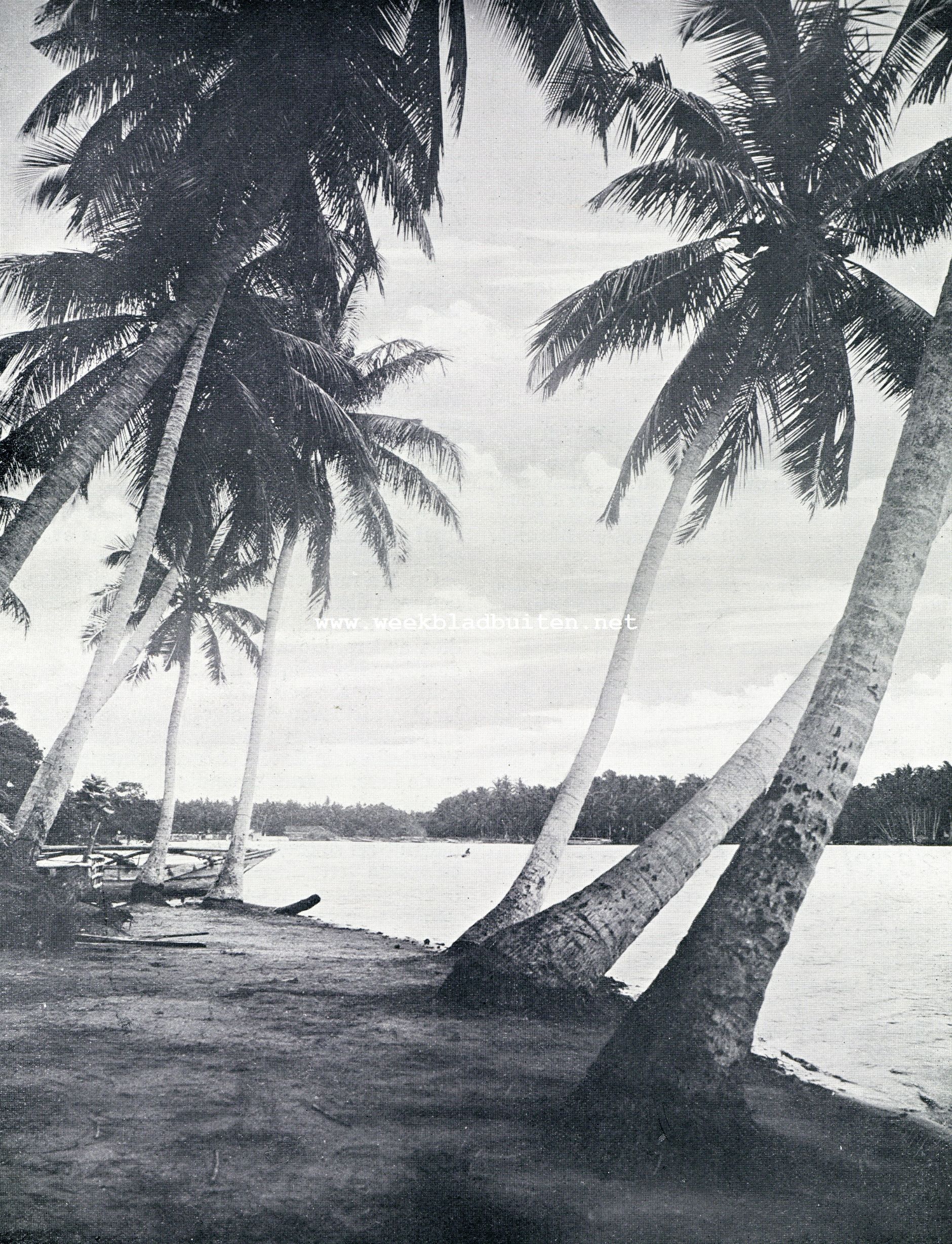 Palmen aan de Ganges