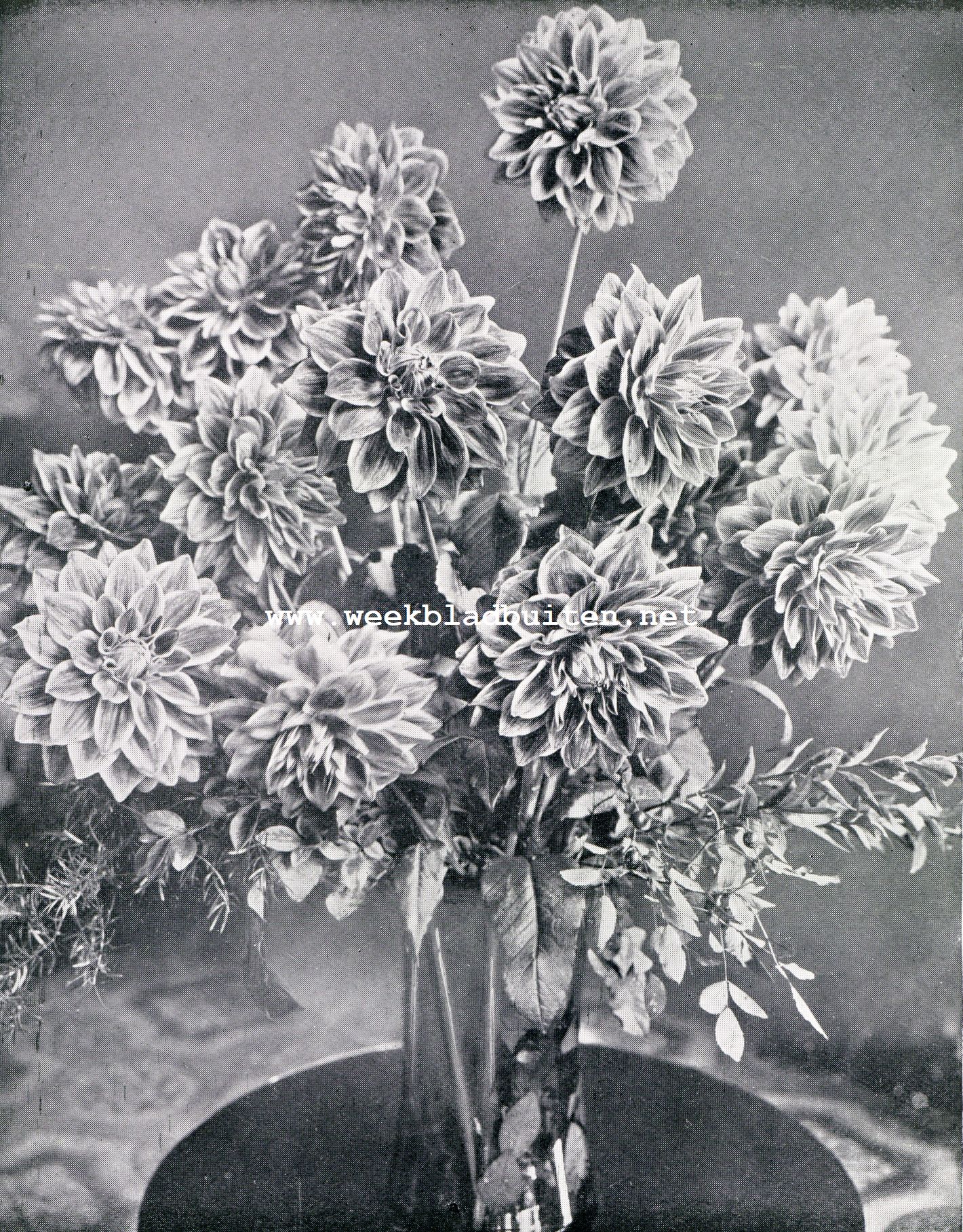The World Dahlia