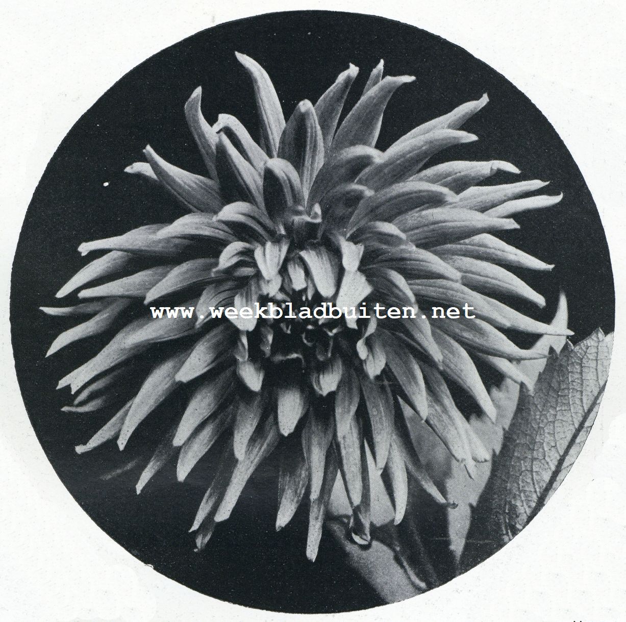 Carlton-Dahlia
