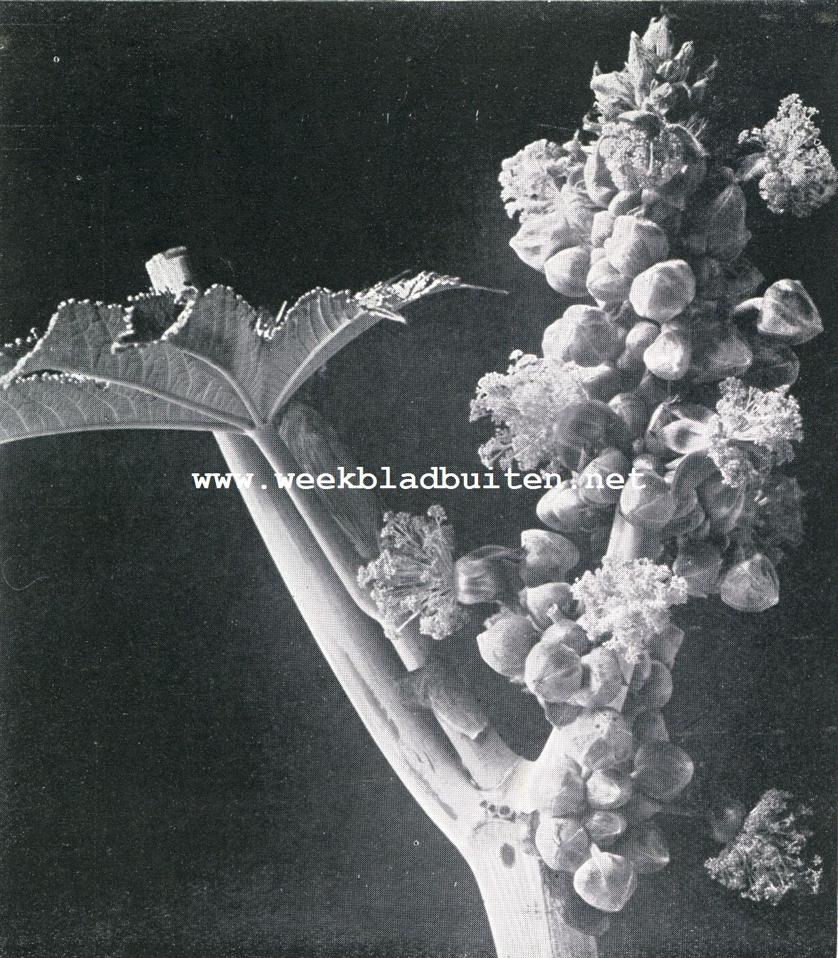 Bloempluim van den wonderboom (1/8 der nat. Grootte)