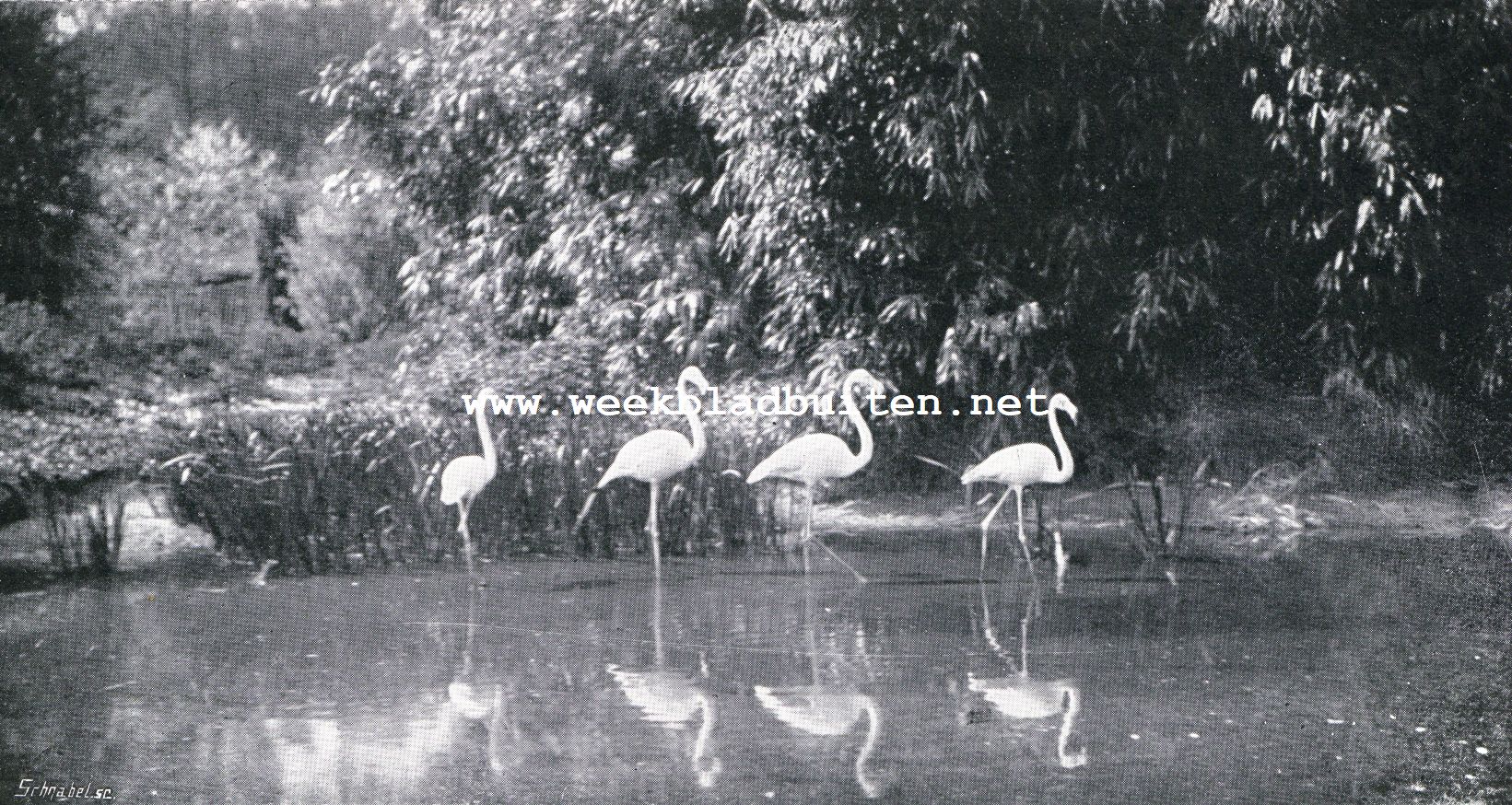 Bij den 70sten verjaardag van den eigenaar van Gooilust, de heer F.E. Blaauw. Gooilust. Flamingo's in den vijver van den Japansche tuin