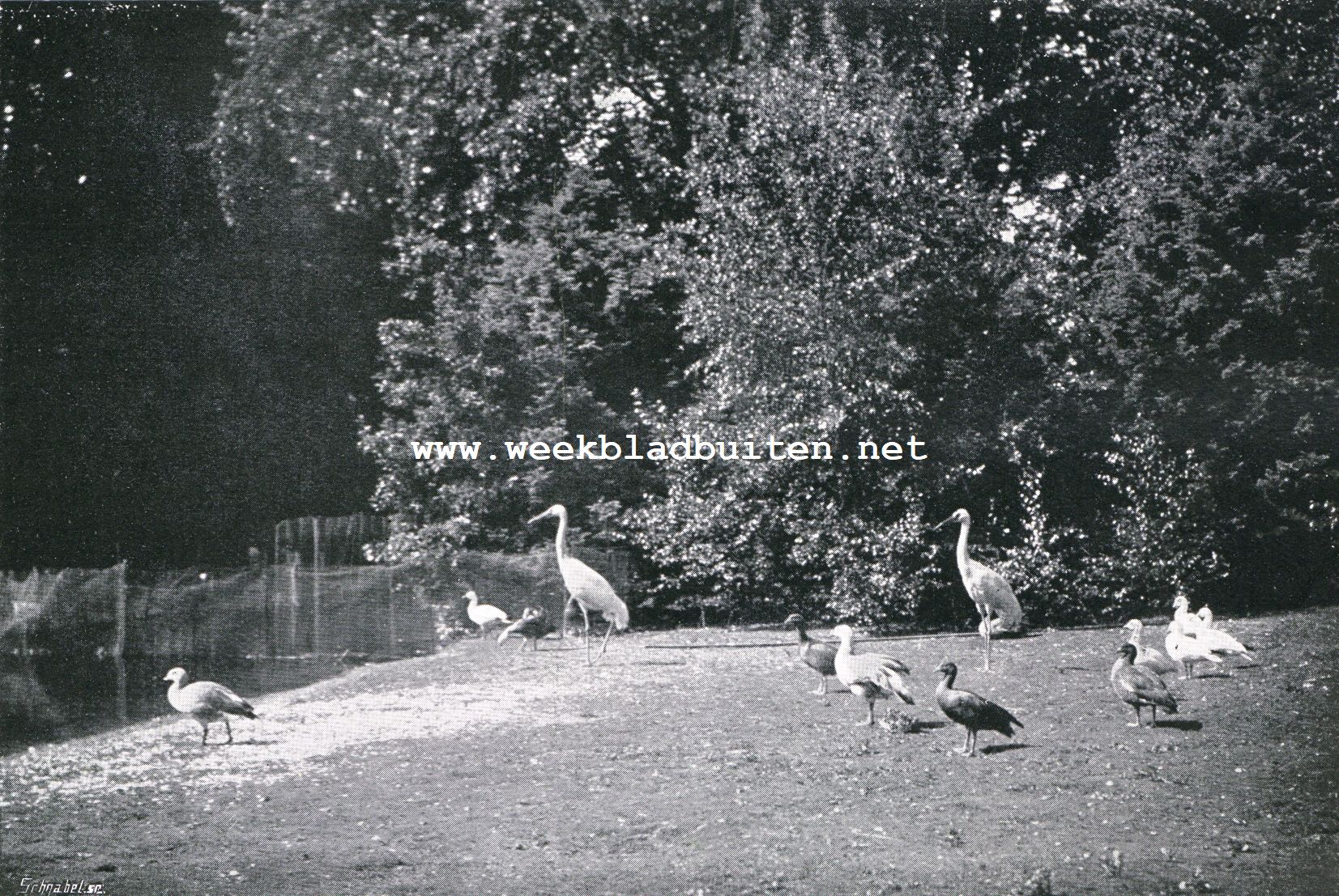 Bij den 70sten verjaardag van den eigenaar van Gooilust, de heer F.E. Blaauw. Gooilust. Siberische kraanvogels en diverse ganzen aan den Grooten Vijver