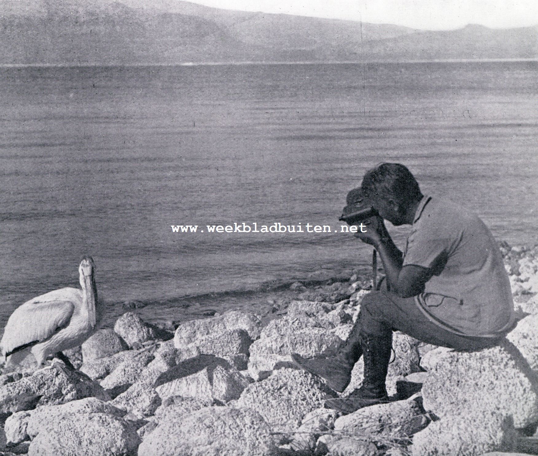 Onze tocht naar Pyramid-Lake, Nevada. Aaan 't filmen van treurende Julie met het reddende touw aan haar poot