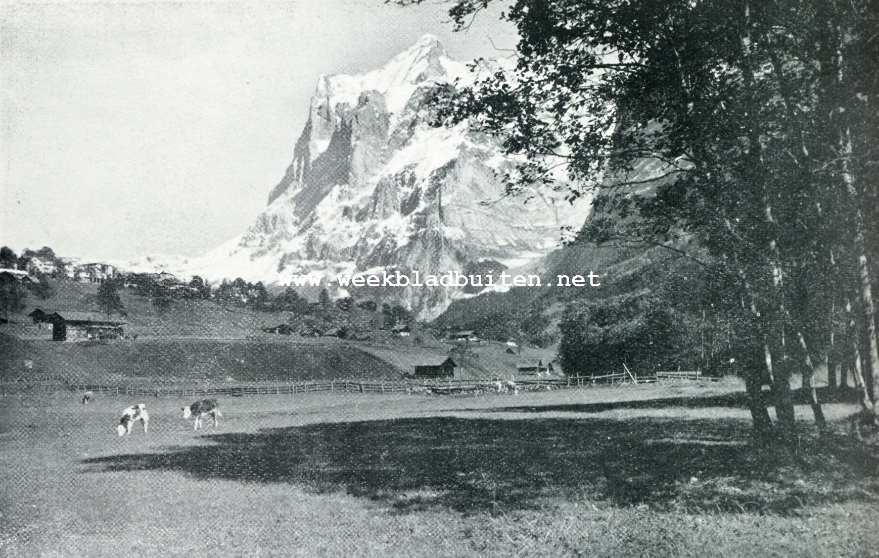 IN HET BERNER OBERLAND. DE WETTERHORN BIJ GRINDELWALD