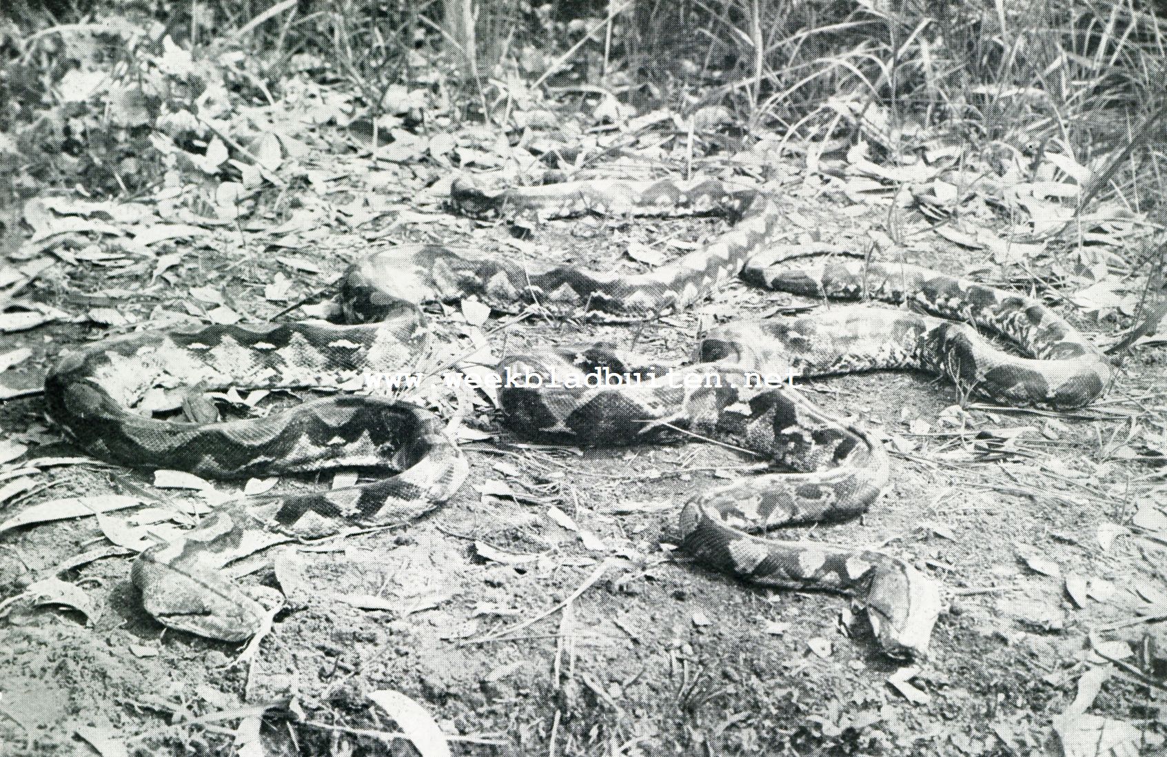 2 PYTHONS, 4 EN 6 METER LANG