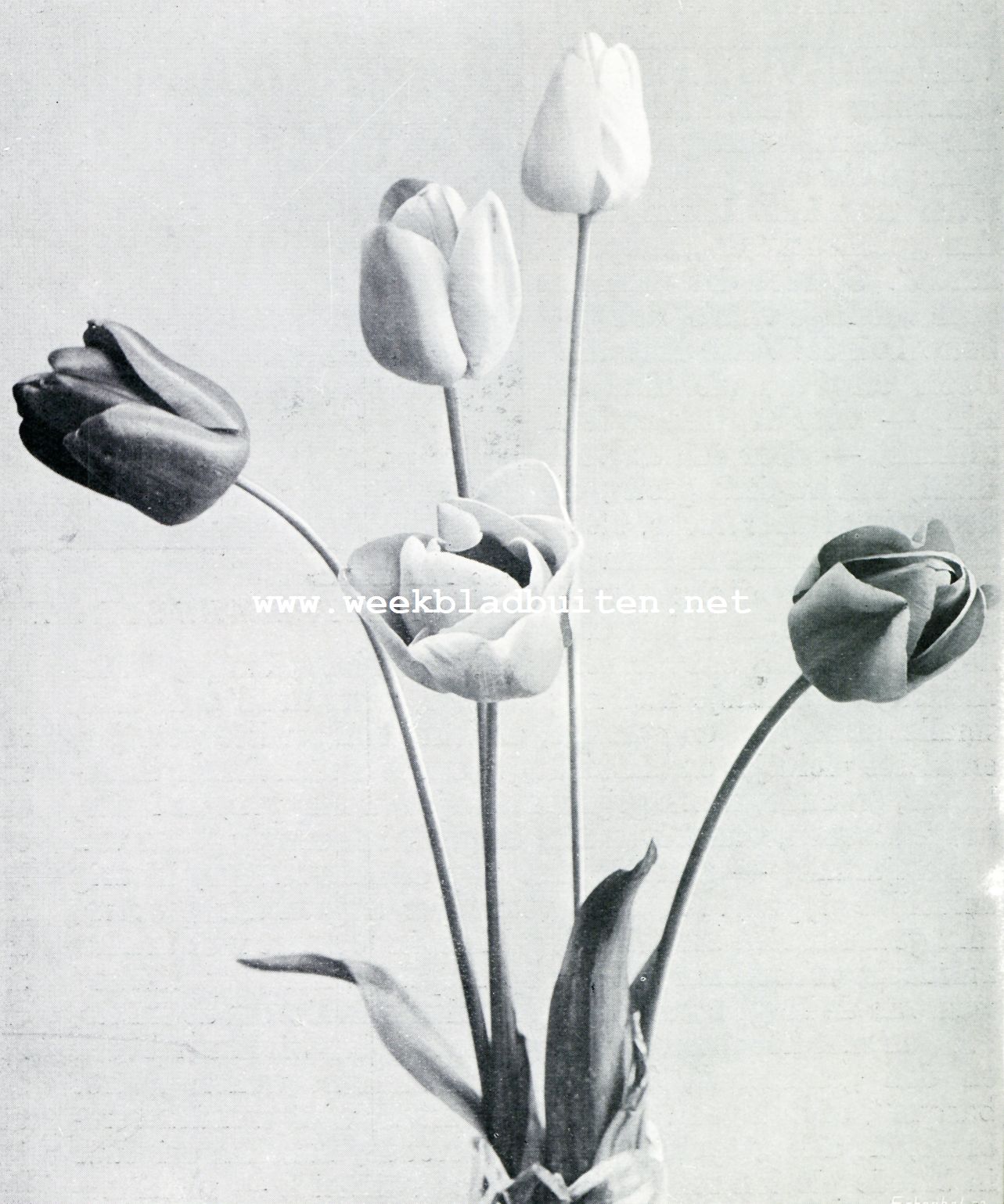 DARWINTULPEN