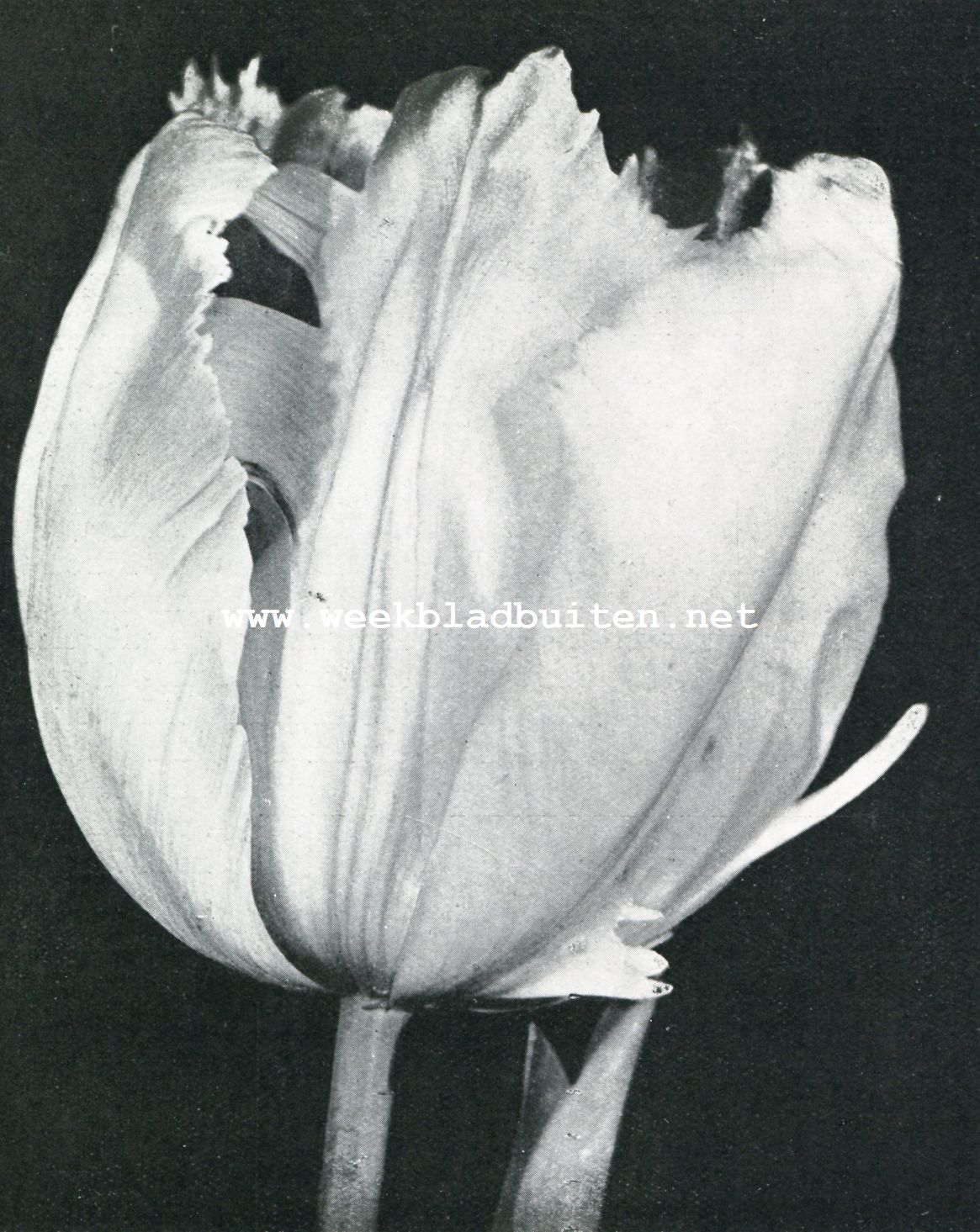 ENKELE TULP SURPRISE