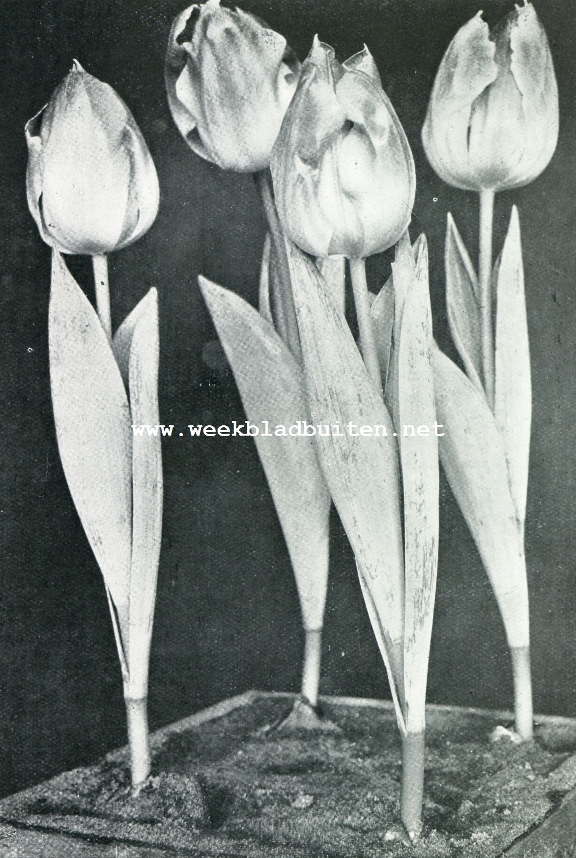 ENKELE TULP PINK GEM