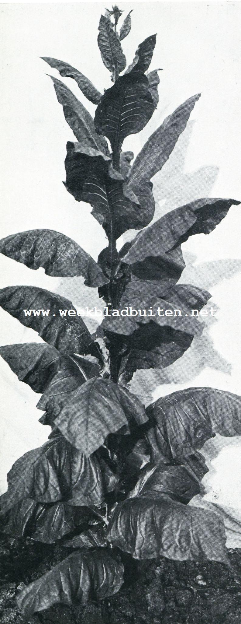 De tabakscultuur op Sumatra. EEN PLANT VOOR ZAADWINNING UITGEZOCHT