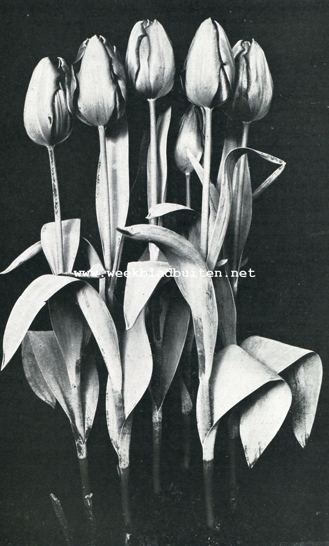 ENKELE TULP ,,0LYMPIA