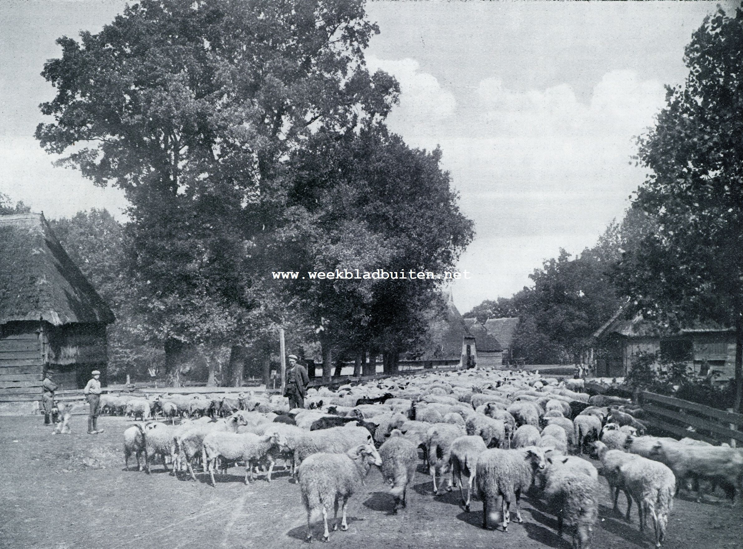 In het landje van den Drenth. Kudde schapen in het heidedorpje Elp