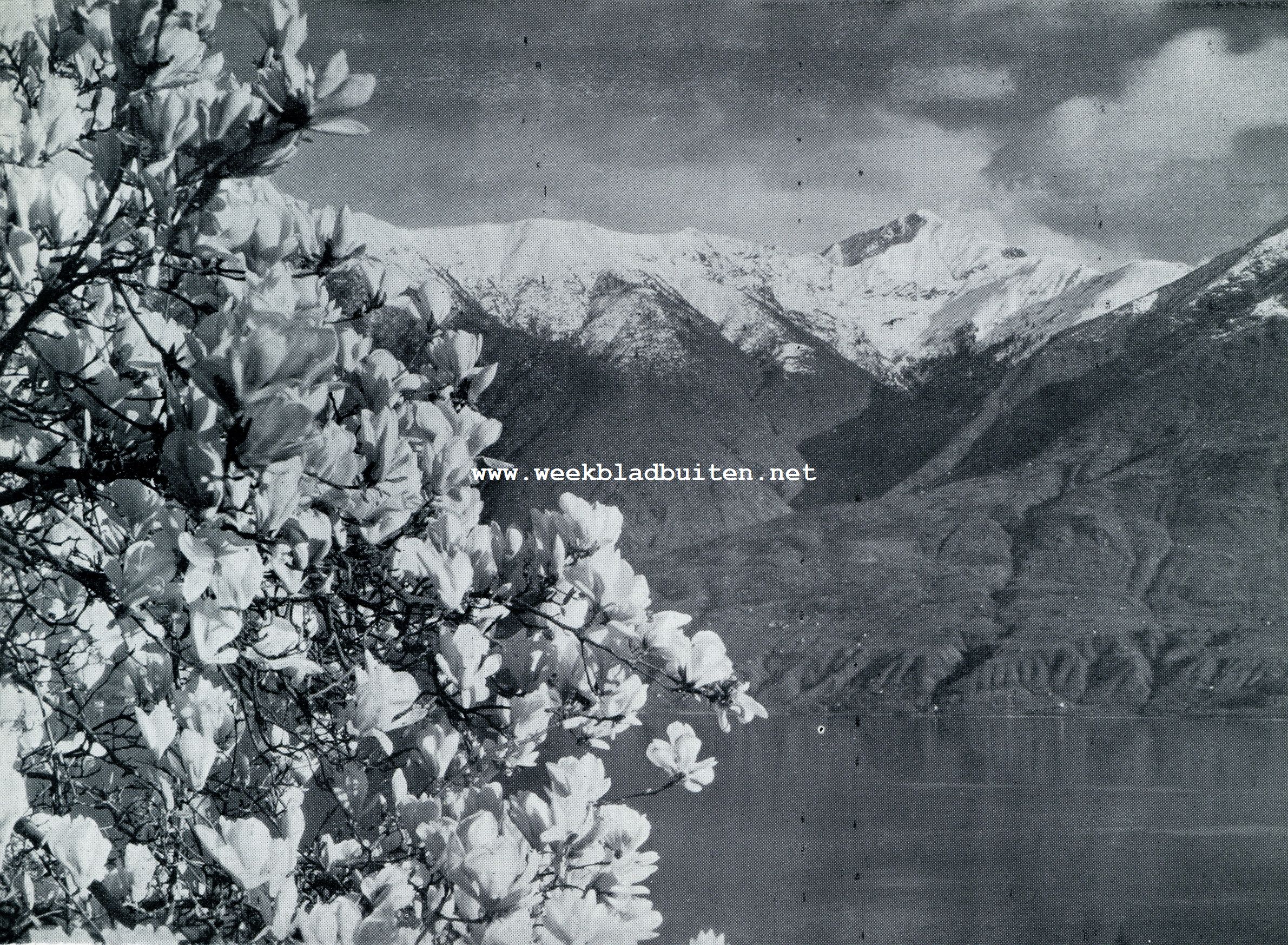 Locarno. Bloeiende magnolia boven het Lago Maggiore