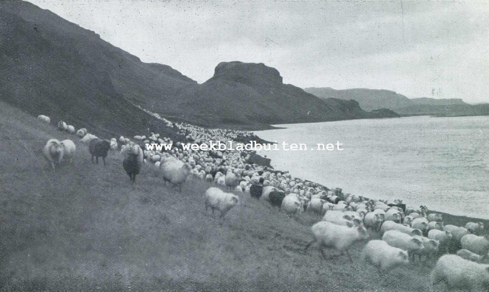 De Faeroer. Het verzamelen der schapen