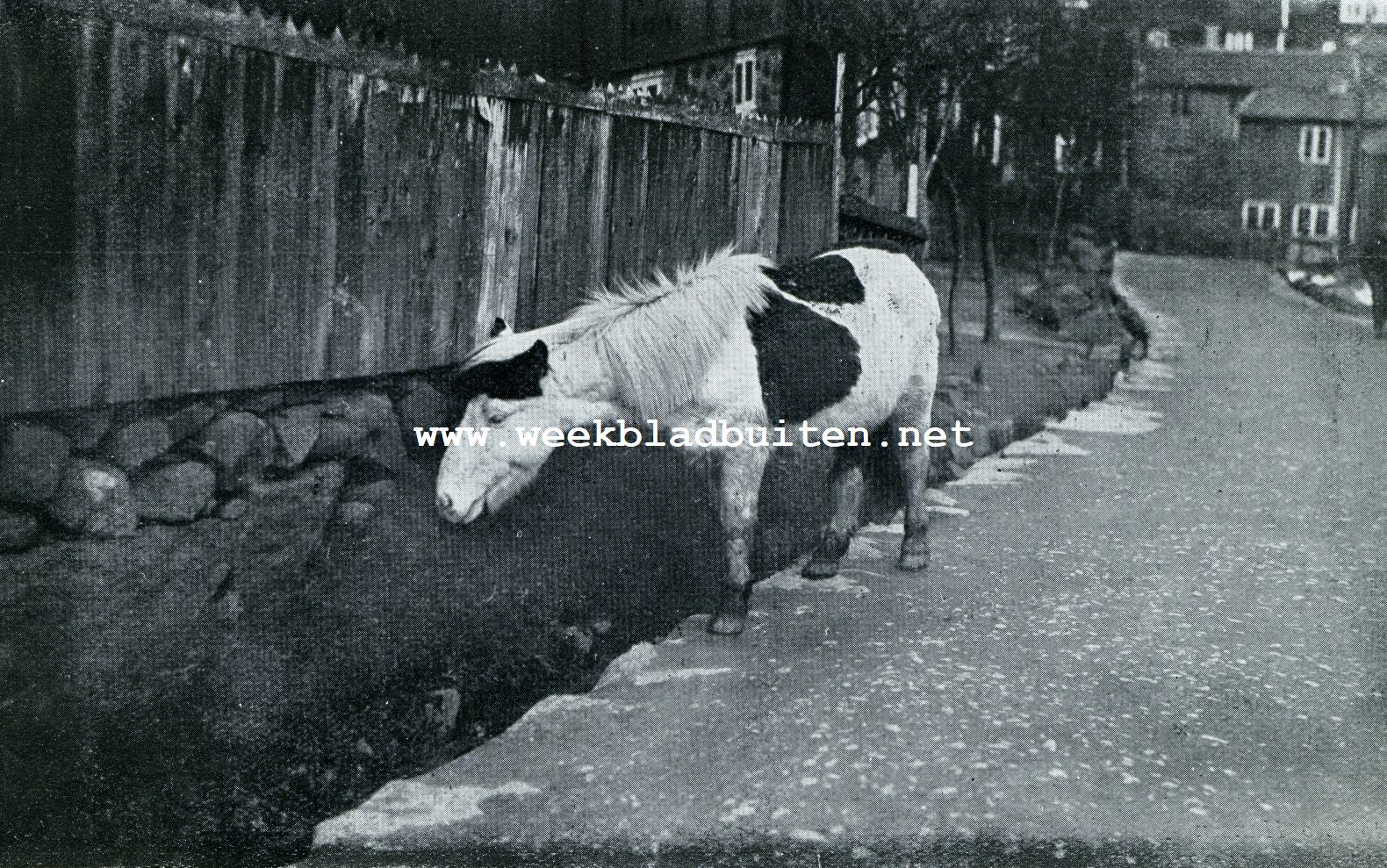 De Faeroer. Faerosch paard