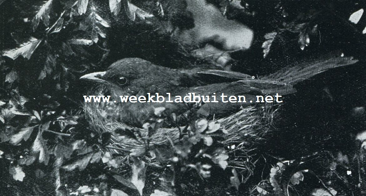 Voorjaars-vleugjes. Broedende merel