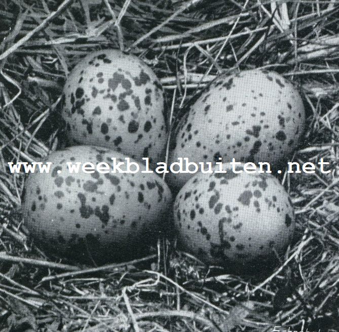 Voorjaars-vleugjes. Kievitsnest met eieren