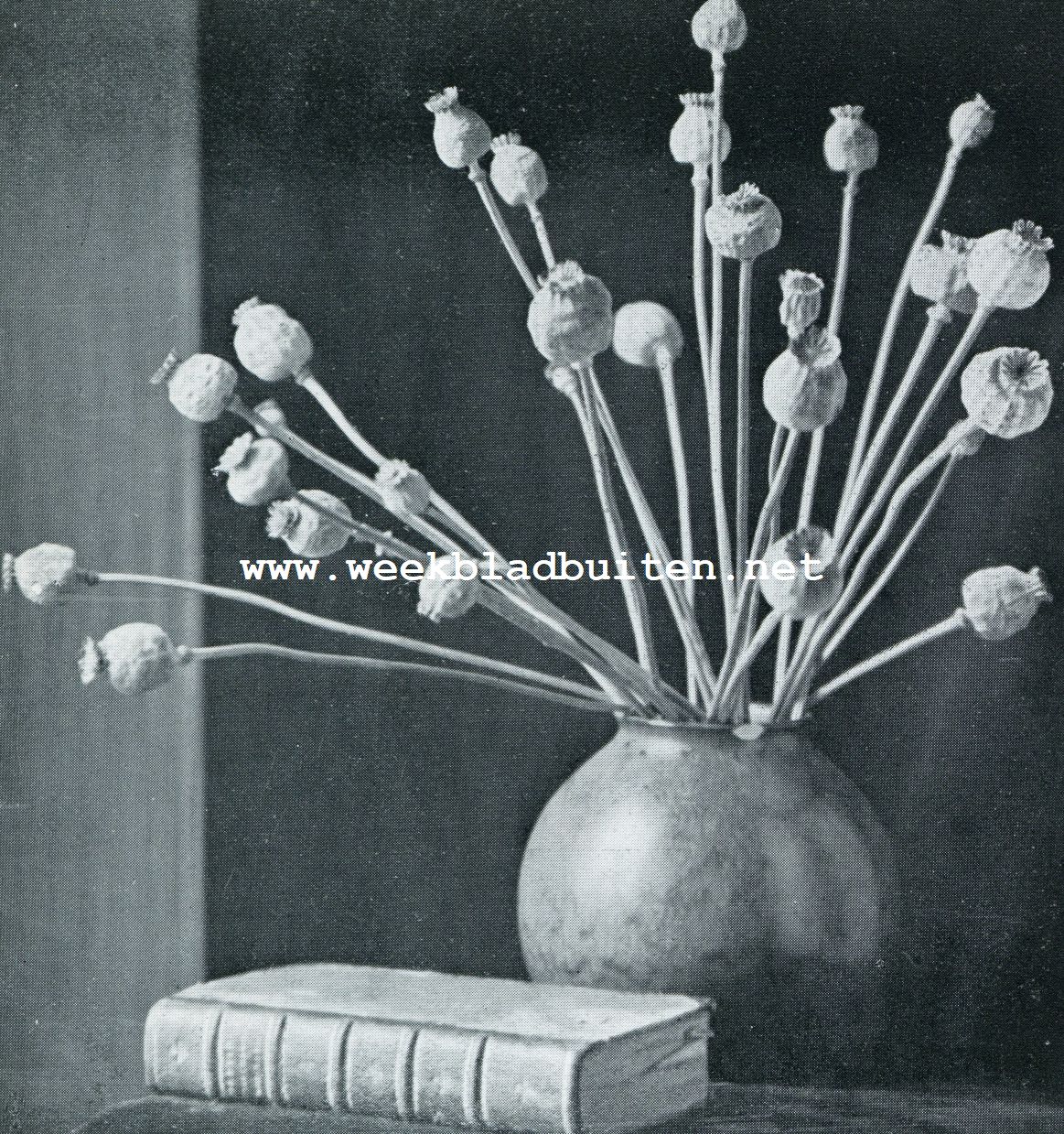 Gedroogde bloemen. Slaapbollen