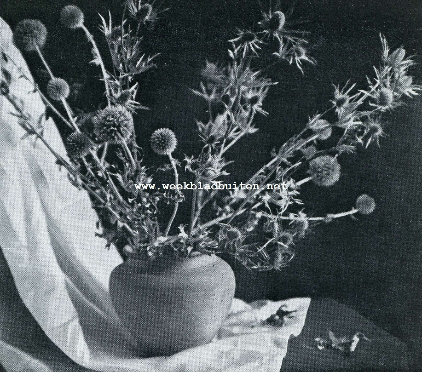 Gedroogde bloemen. Distels