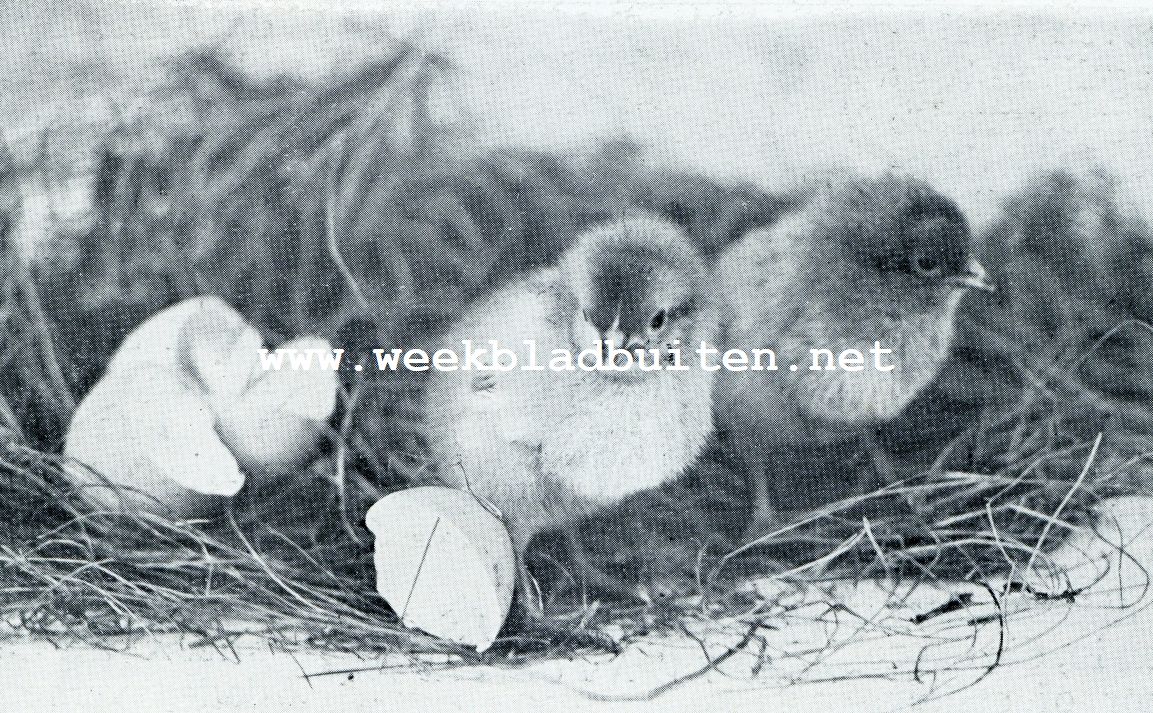 Het nieuwe leven