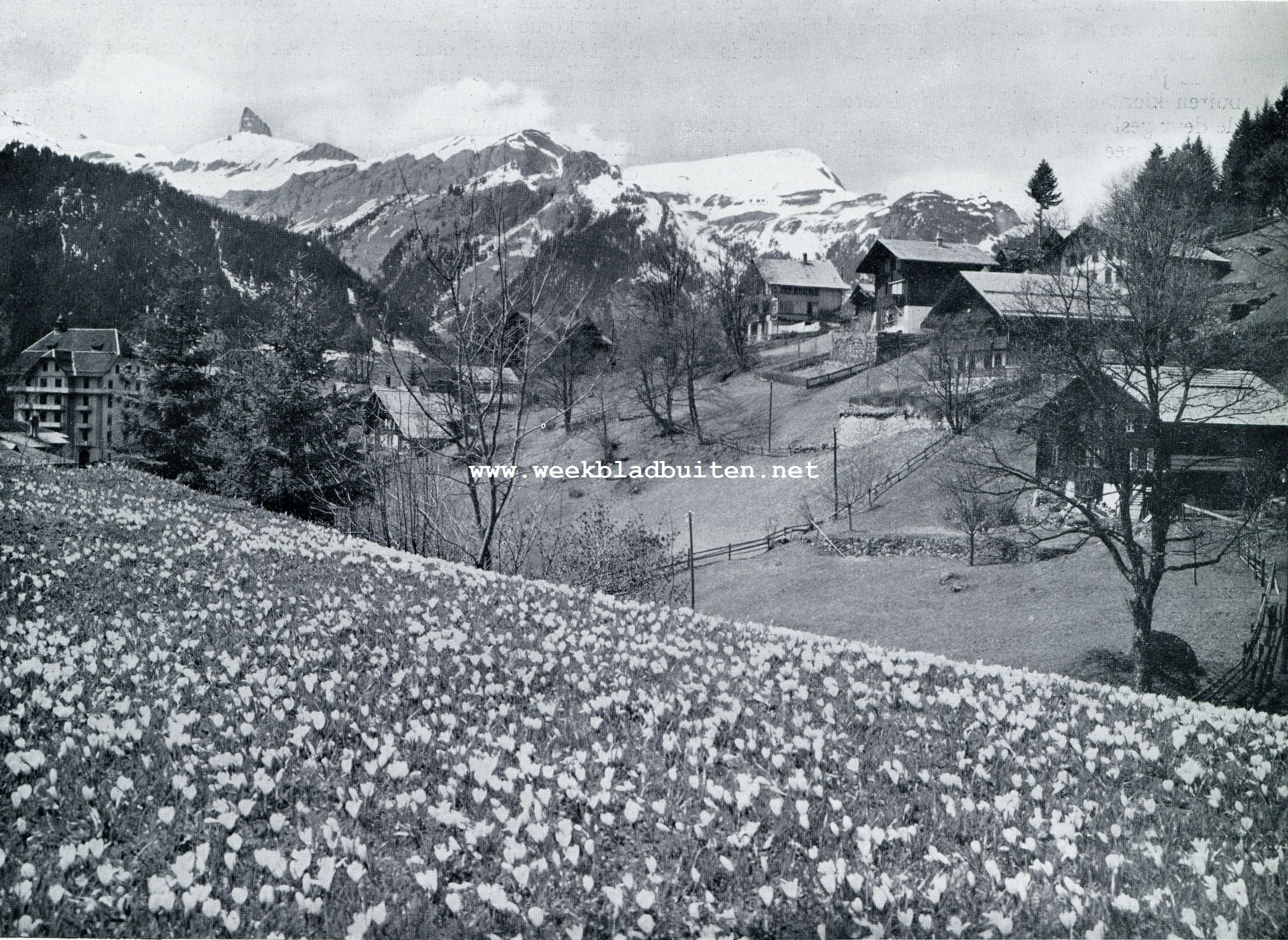 Als de sneeuw smelt. Lente bij Wengen