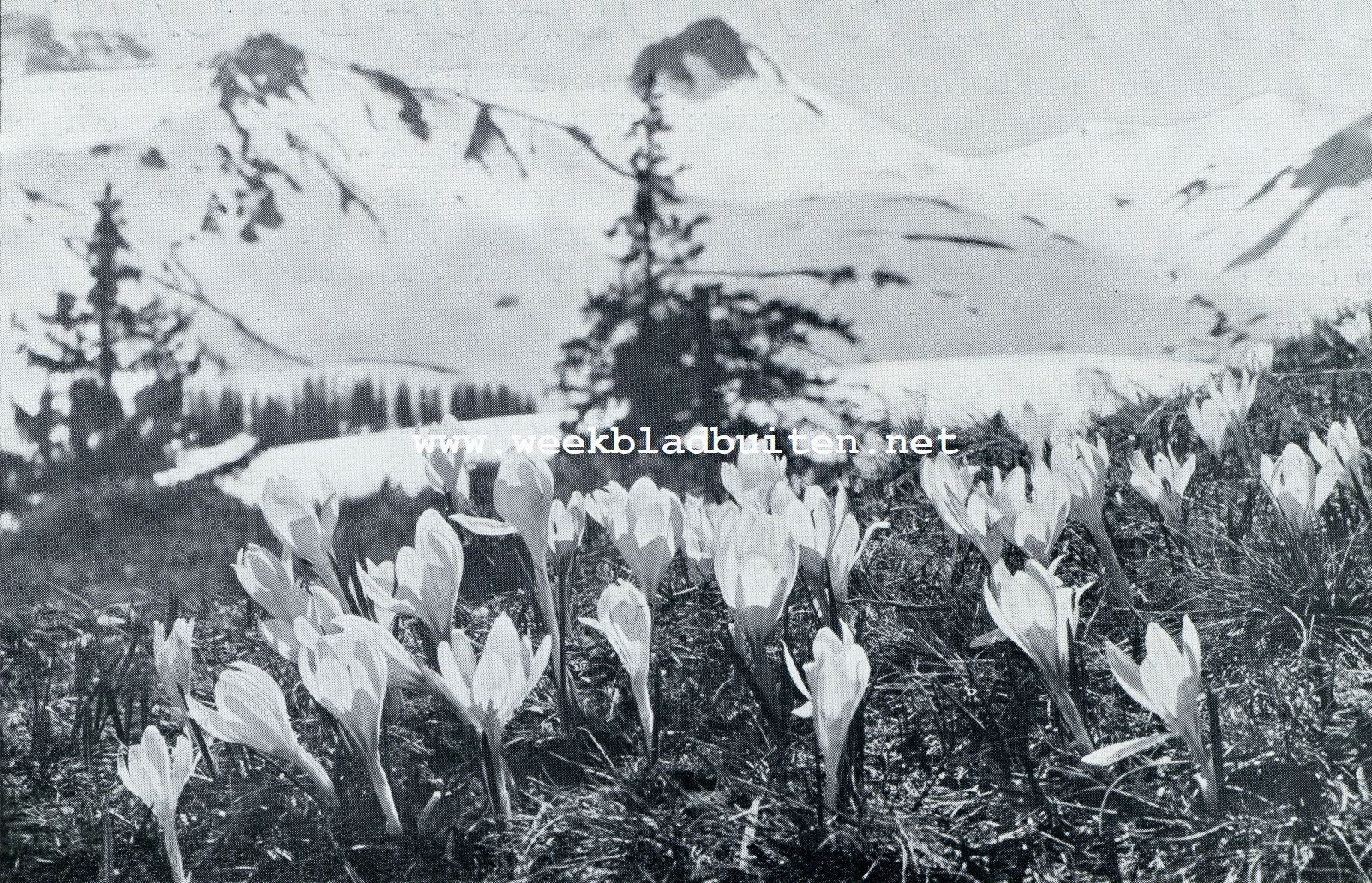Als de sneeuw smelt. Alpen en crocussen