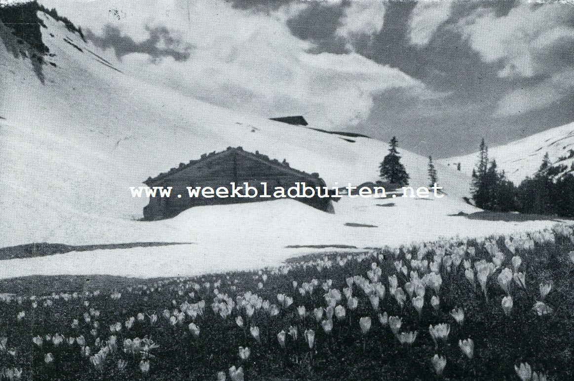 Als de sneeuw smelt.