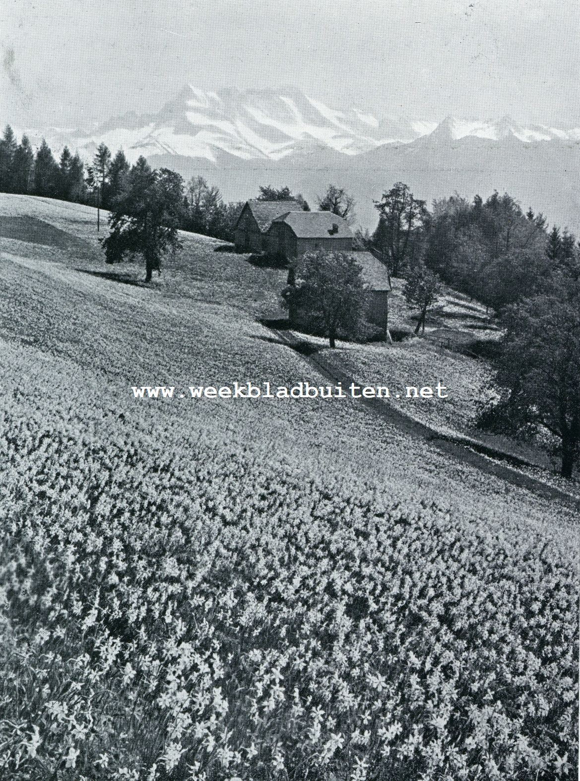 Als de sneeuw smelt. Narcisvelden bij Montreux