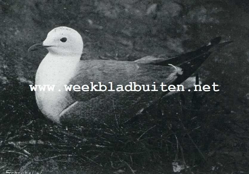Meeuwen! Kleine zeemeeuw